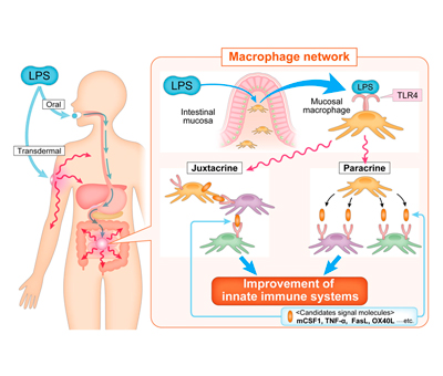 Oral and transdermal administration of lipopolysaccharide safely enhances self-healing ability through the macrophage network